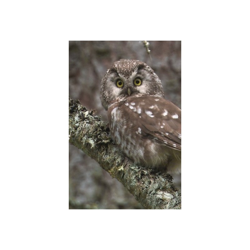 Un monde sans humains - proj publique