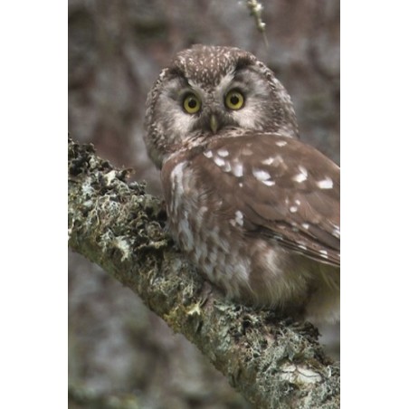 Un monde sans humains - proj publique