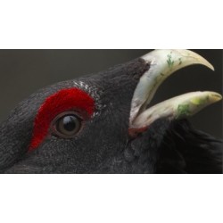 Un monde sans humains - proj publique