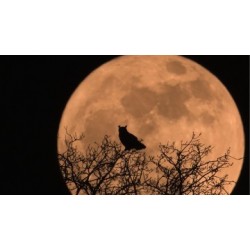 Un monde sans humains - proj publique