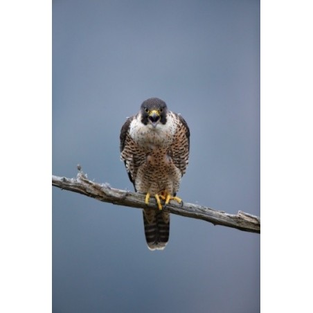 Sentinelle - proj publique