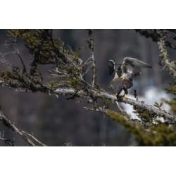 Sentinelle - proj publique