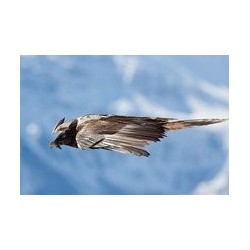 Alpes, chroniques sauvages - proj publique