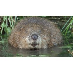 Un monde sans humains - proj publique