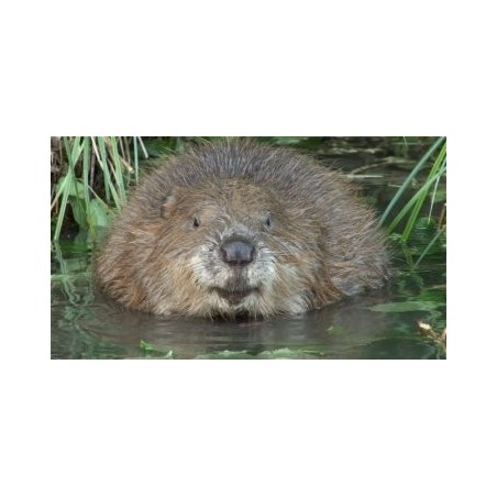 Rencontres animales - proj publique