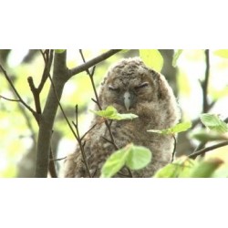 Rencontres animales - proj publique