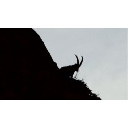 Rencontres animales - proj publique