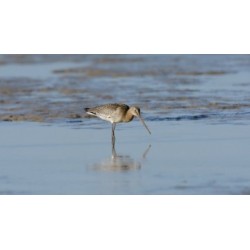 Opération biodiversité - proj publique