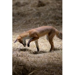 Ferme sauvage - proj publique