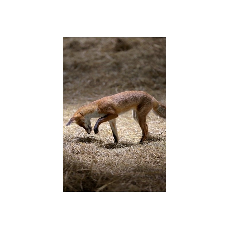 Ferme sauvage - proj publique