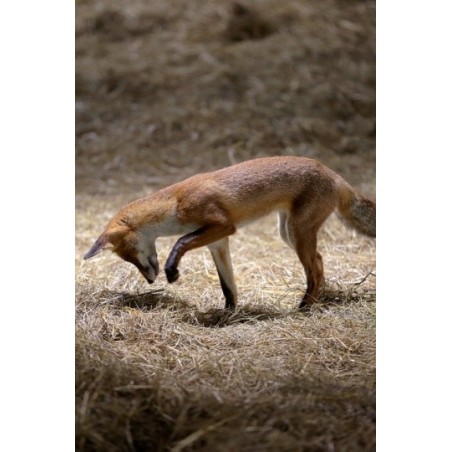 Ferme sauvage - proj publique