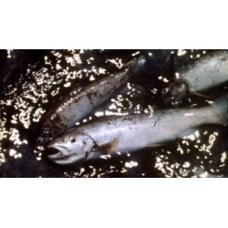 Vivre avec les loups - proj publique