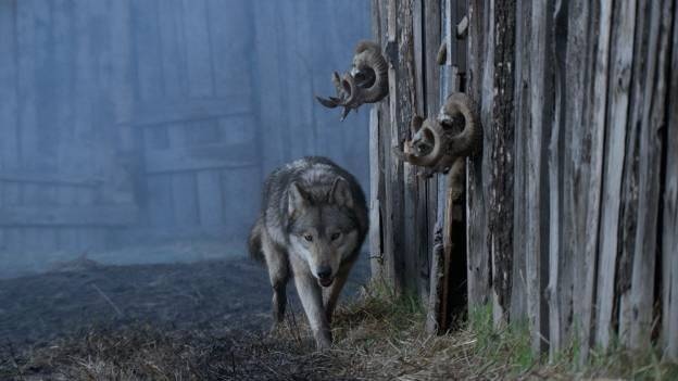 Pierre et le Loup (film) - Réalisateurs, Acteurs, Actualités